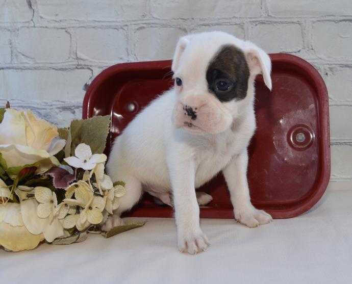 Calvin - AKC Male Boxer