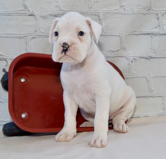 Candy - AKC Female Boxer