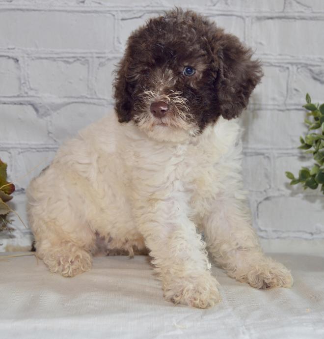 Zeke - F1B Male Labradoodle