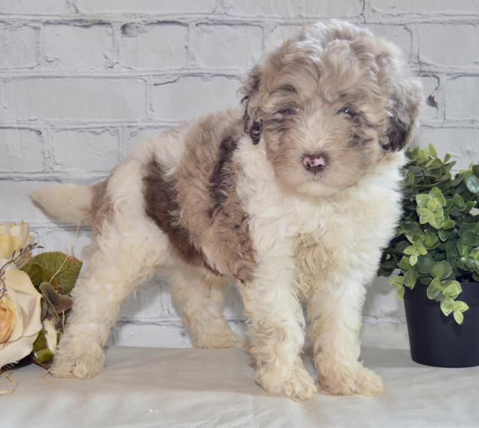 Zeus - F1B Male Labradoodle