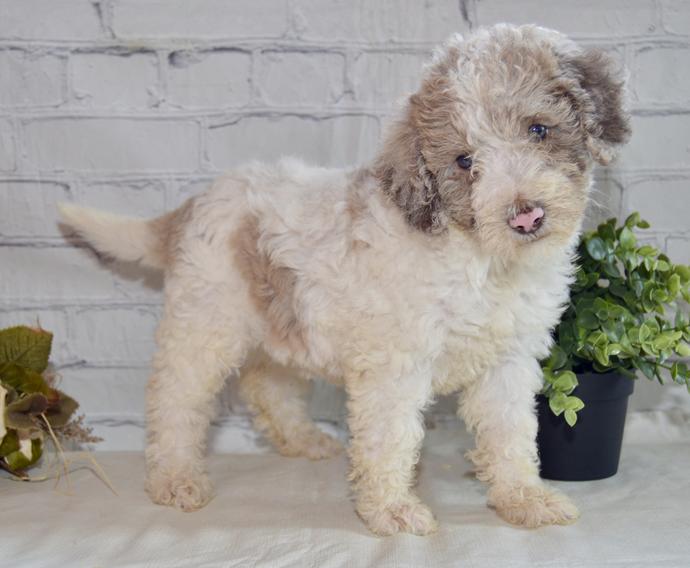 Zumma - F1B Female Labradoodle