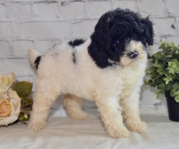 Zoe - F1B Female Labradoodle